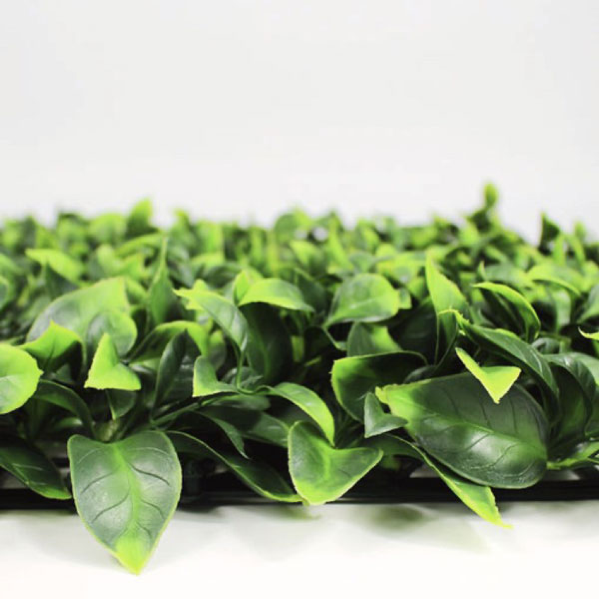 Envywall benjamina boxwood panel