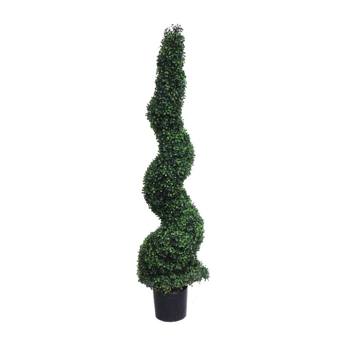Boxwood Spiral Tree – Turf Kings