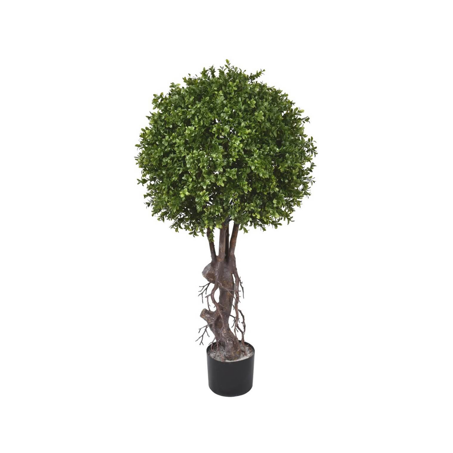 Hedyotis Single Ball Topiary